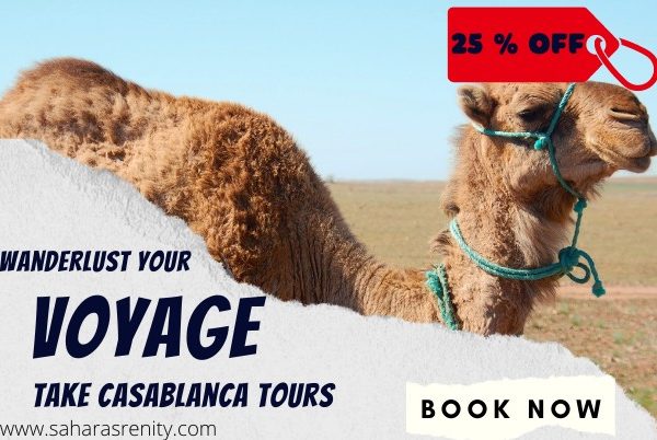 Camel,Casablanca desert tours