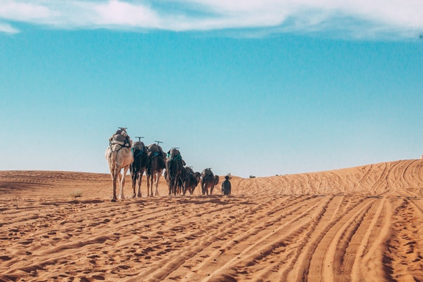 camels,sahara