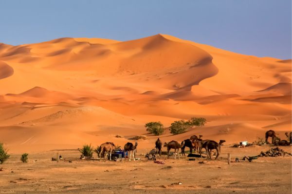 sahara,camels,